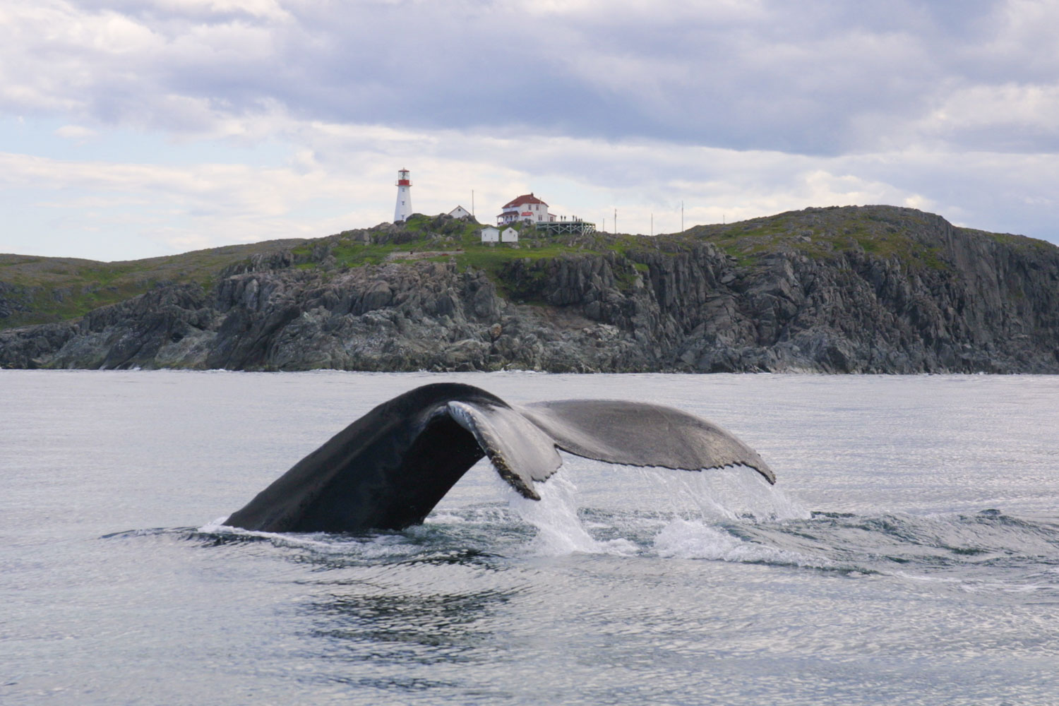 linkum-tours-whales-1